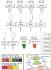 Science Take-Out® Plants In A Bottle: Photosynthesis And Respiration