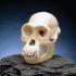 Somso®  Chimpanze Skull