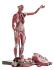 Somso® Full-Figure Muscular Human Anatomy Model