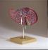 Somso® Liver and Gallbladder Model