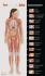 See-Through Sally™ Anatomy Chart Set