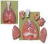 Somso® Thoracic Organs Model