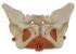 Rudiger® Pelvic Floor Muscles And Flexible Pelvis