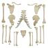 Rudiger® Individual Bones