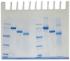 Determination of Protein Molecular Weight Kit