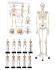 Skeleton models classroom bundle