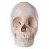 Beauchene Skull - Natural