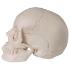 Beauchene Skull - Natural