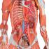 Model Entire Human Anatomy Figure