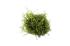 Java moss portion cup