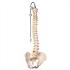 3B Scientific® Flexible Vertebral Column