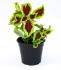 Live Coleus, Red Variegated