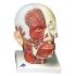 3B Scientific®  Head Musculature With Blood Vessels