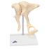 3B Scientific® Ossicle Models