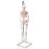 3B Scientific® Miniature Skeletons