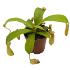 Pitcher plant