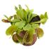 Venus fly trap