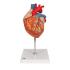 Heart 2-times lifesize