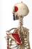 Rudiger® Small Scale Human Skeleton Models