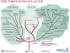 Three Domains of Classification: A Phylogenetic Tree Study Kit