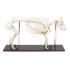 Pig Skeleton M Articulated