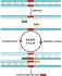 Polymerase Chain Reaction Activity Kit