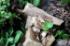 Isopods on banana leaves