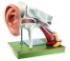 Somso® Auditory System Model