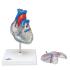 3B Scientific® Heart With Conducting System