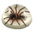 Tarantula Paper Weight, ED Speldy East Co. Ltd.