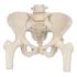 3B Scientific® Female Pelvis And Femur Heads