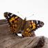 Ward's® Painted Lady Butterflies