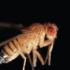 Ward's® Wild Type Fruit Fly (<i>Drosophila melanogaster</i>)