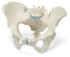 3B Scientific® Female Pelvis Models