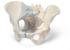 3B Scientific® Female Pelvis Models