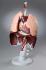 ESP® Respiratory Organs Model