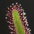 Sundew