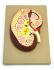 Eisco® Kidney Section Model