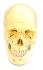 Eisco® Numbered Human Skull