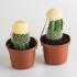 Cactus Grafting Kit