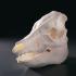 Pig Skull, Ward’s®