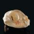 Cat Skull, Ward’s®