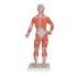 Human Anatomy Figure