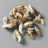 Ward's® Zebra Mussel