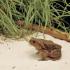 Ward's® Giant Toad (<i>Bufo marinus</i>)