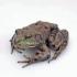 Ward's® Live Bullfrogs (<i>Rana catesbeiana</i>)