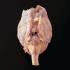 Single Injected Sheep Brain