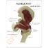 GPI Anatomicals® Muscled Joint Models