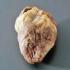 Preserved Sheep Heart without Pericardium