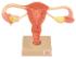 Eisco® Female Reproductive Organs Model